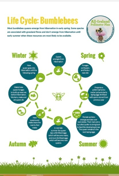 Pollinator poster - Bumblebee Lifecycle