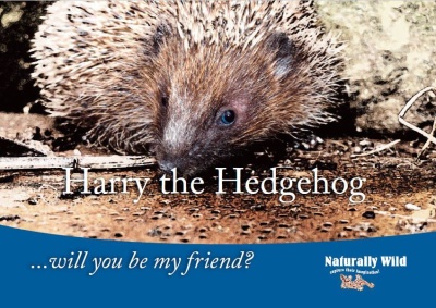 Harry the Hedgehog ... will you be my friend?