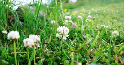 White Clover (All About)