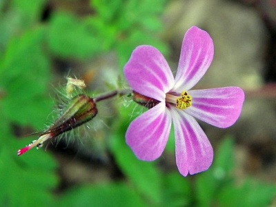 Herb Robert (All About)