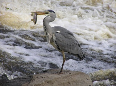 Herons (All About)