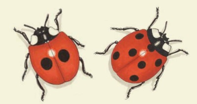 Ladybirds (All About)