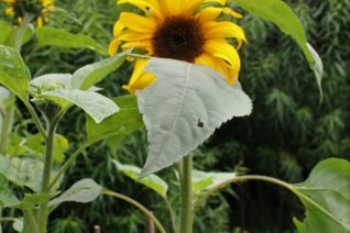 Aine Ni Flatharta 13 Aine Ni Flatharta 13