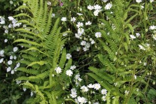 Aine Ni Flatharta 3 Aine Ni Flatharta 3