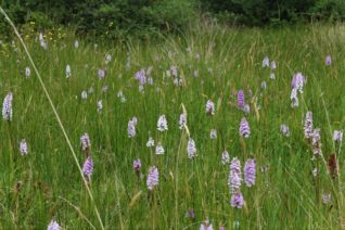 Aine Ni Flatharta 4 Aine Ni Flatharta 4