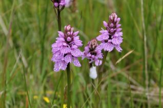 Aine Ni Flatharta 5 Aine Ni Flatharta 5