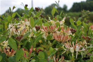 Aine Ni Flatharta 7 Aine Ni Flatharta 7