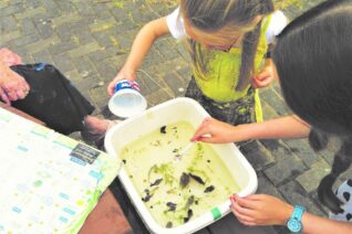 Nuala Madigan Pond Dipping Nuala Madigan Pond Dipping
