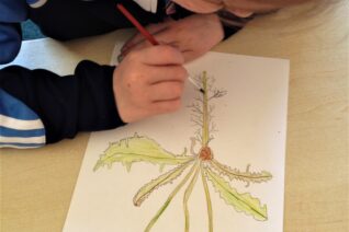 Orla Bates 1 Botanic Drawings Orla Bates 1 Botanic Drawings