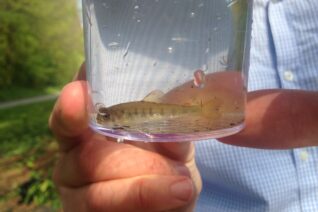 Stephanie O' Toole 5 Stephanie O' Toole 5