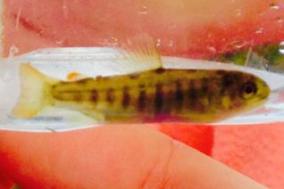 Stephanie O' Toole 2 Stephanie O' Toole 2