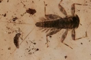 Stephanie O' Toole 4 Stephanie O' Toole 4