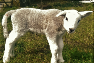 Vincent O' Sullivan, Spring Lamb Vincent O' Sullivan, Spring Lamb