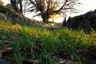 Vincent O' Sullivan, This Old Lane Has Been Used By Farmers Over Many Centuries And Is Now Teeming With Biodiversity Vincent O' Sullivan, This Old Lane Has Been Used By Farmers Over Many Centuries And Is Now Teeming With Biodiversity