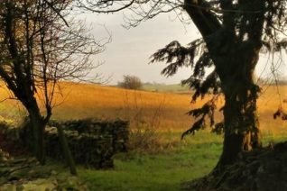 Vincent O' Sullivan, Field Of Oats And Linseed Vincent O' Sullivan, Field Of Oats And Linseed