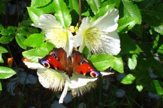 The forest school approach and the primary school curriculum The forest school approach and the primary school curriculum