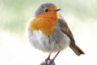 Perpetua Mc Namee4 Perpetua Mc Namee4