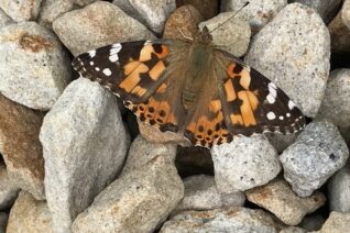 Catherine Twomey 1 Catherine Twomey 1