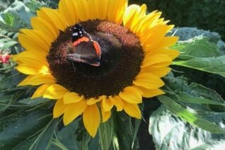 Catherine Twomey 2 Catherine Twomey 2