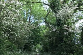 Catherine Twomey 5 Catherine Twomey 5