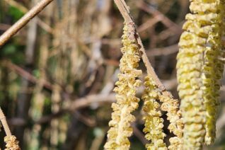 Catkins micheal 1 Catkins micheal 1