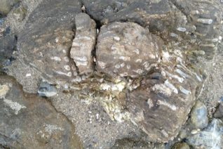 Deirdre Obrienc Givney 4 Deirdre Obrienc Givney 4