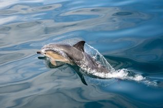 Exports Whale Dolphin 5 of 14 Exports Whale Dolphin 5 of 14