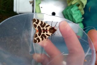 Garden Tiger Moth In Moth Trap Nessa Darcy Garden Tiger Moth In Moth Trap Nessa Darcy