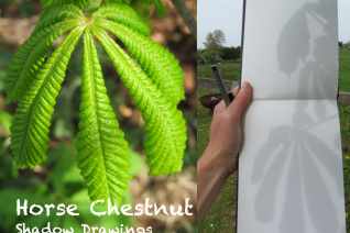 Horse Chestnut Karen Horse Chestnut Karen