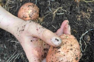 Joan Power4 Joan Power4