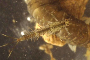 Lorraine O Sullivan Lorraine O Sullivan