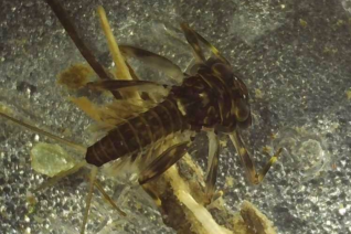 Lorraine O Sullivan2 Lorraine O Sullivan2