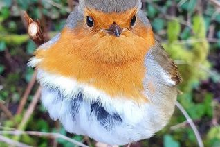 Mcoughlane 3 Mcoughlane 3