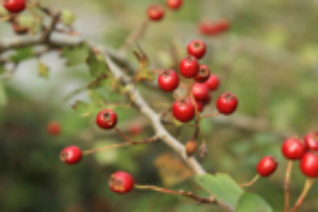 Marina Levitina 2 Marina Levitina 2