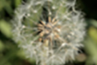 Marina Levitina 6 Marina Levitina 6