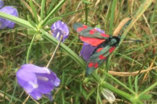 Michéal Coughlan 1 Michéal Coughlan 1