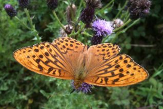 Michéal Coughlan 11 Michéal Coughlan 11