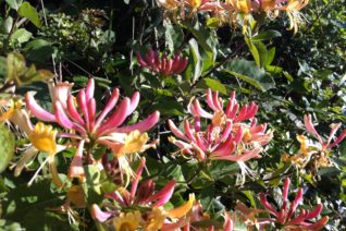 Michéal Coughlan 3 Michéal Coughlan 3