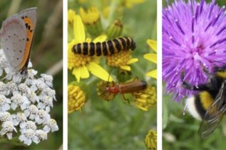 Nessa Darcy Insects 640X349 Nessa Darcy Insects 640X349