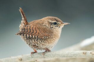 Perpetua Mc Namee2 Perpetua Mc Namee2