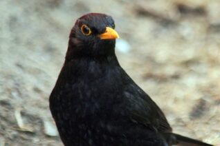 Perpetua Mc Namee3 Perpetua Mc Namee3