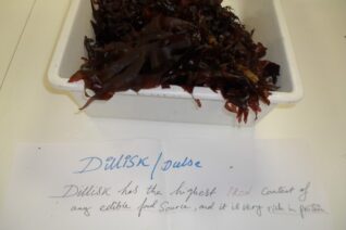 Robin Barry12 Robin Barry12