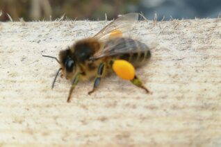 Robin Barry2 Robin Barry2