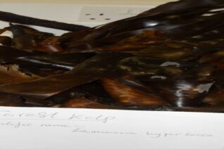 Robin Barry9 Robin Barry9