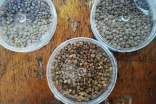 Robin Barry Robin Barry