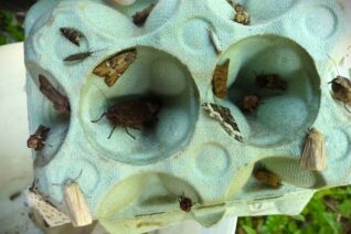 Shazia Waheed 4 Shazia Waheed 4