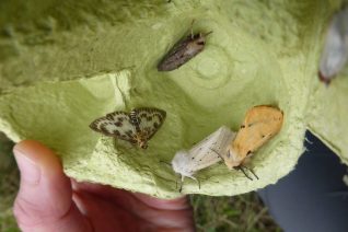 Small Magpie And Ermine Moths Nessa Darcy Small Magpie And Ermine Moths Nessa Darcy