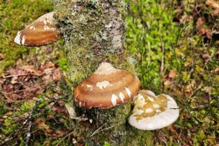 Fungi pics micheal Fungi pics micheal