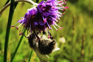 Mcoughlane 2 Mcoughlane 2