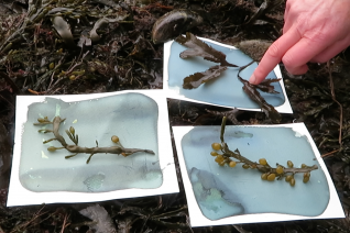 Seashore Cyanotypes Karen Seashore Cyanotypes Karen